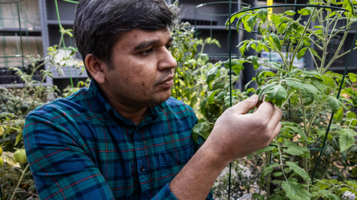 Dr. Sonawane holds and looks at a plant in a lab.