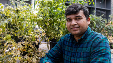 A person stands with a tomato plant in a greenouse