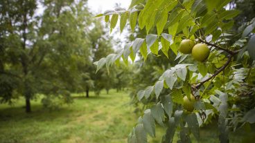 Black walnuts on a tree limb