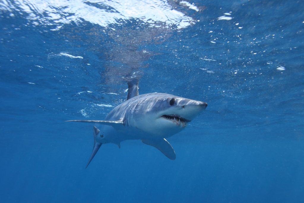 Shortfin mako shark