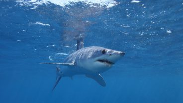 Shortfin mako shark