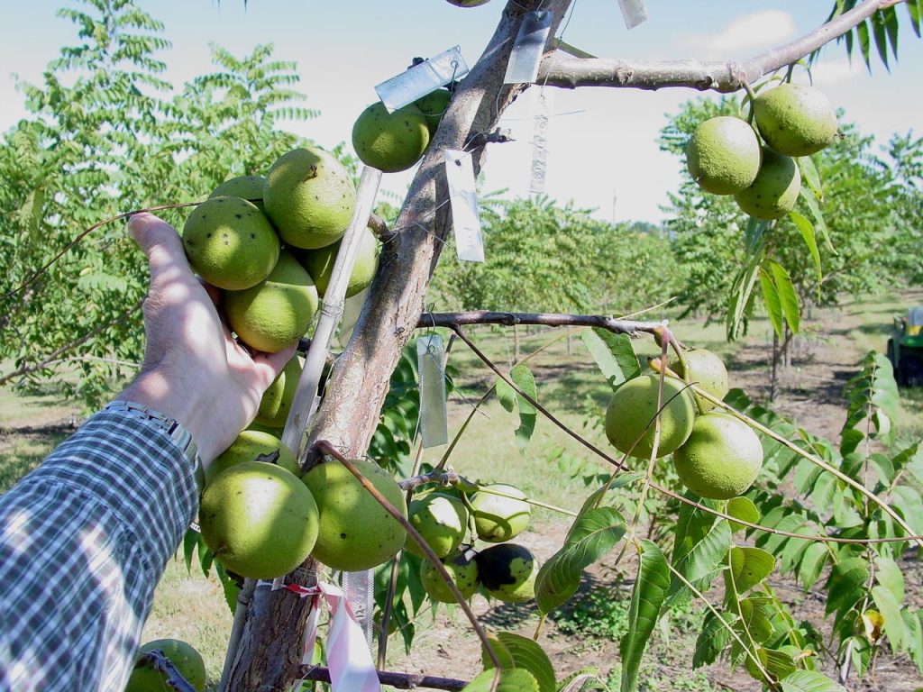 A hand reaching into a branch of a walnut tree showing plentiful walnuts