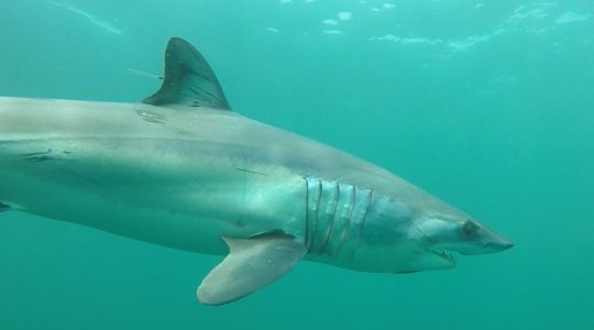 From fear to fascination: Mizzou wildlife ecologist challenges misconceptions about&nbsp;sharks (click to read)