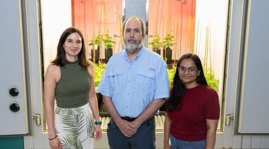 Researchers identify key survival strategy for soybeans during heat and&nbsp;drought (click to read)