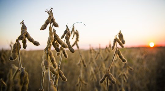 Mizzou researchers enhancing soybean taste to win over more&nbsp;consumers (click to read)