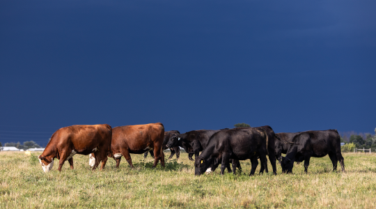 Mizzou economists: 2025 farm income boosted by high cattle prices and one-time&nbsp;payments (click to read)