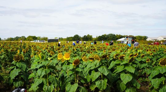 CAFNR Showcase at South Farm to be held Oct.&nbsp;4 (click to read)