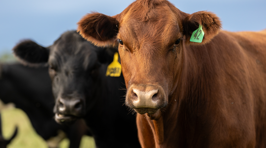 Missouri net farm income projected to increase in&nbsp;2025 (click to read)