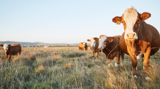 Mizzou researcher receives fellowship to advance pasture management technology for&nbsp;farmers (click to read)