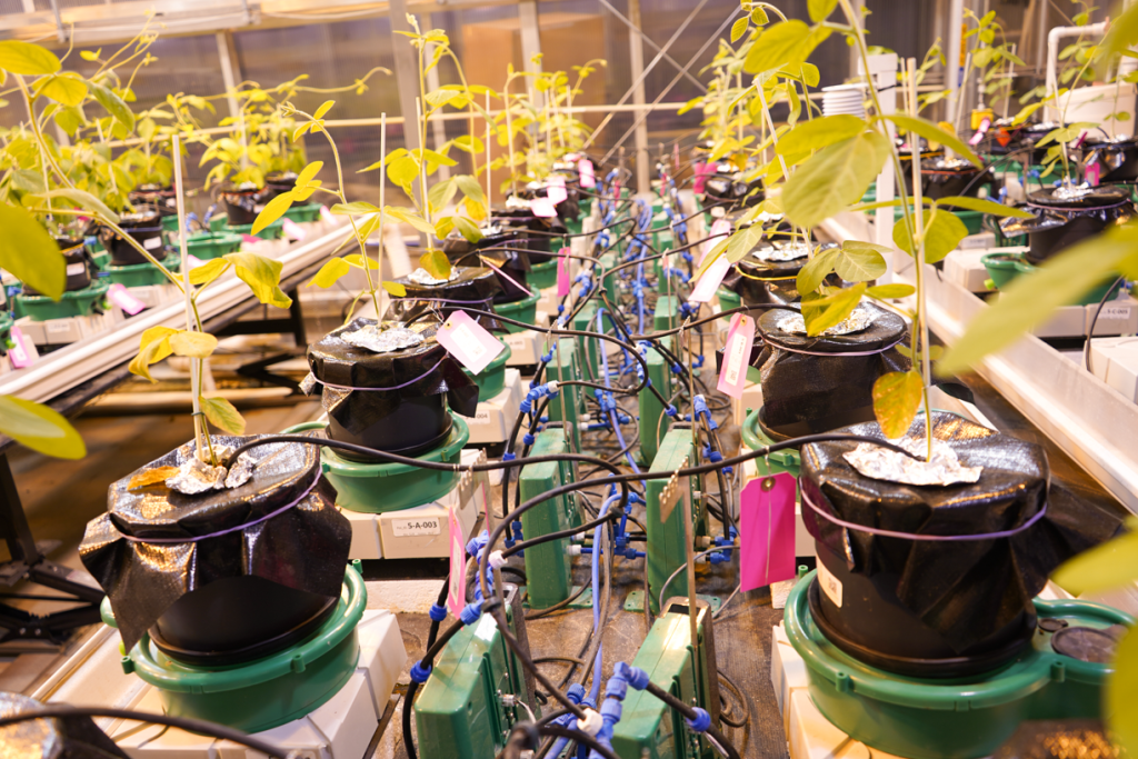 Soybean plants on scales.