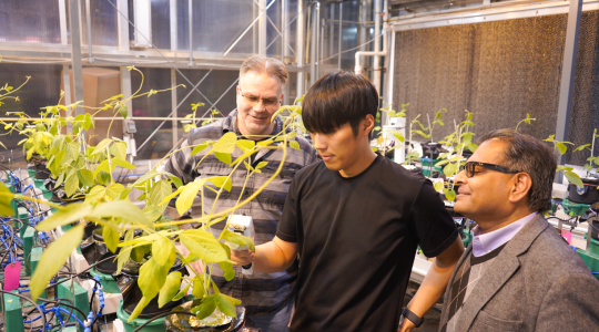CAFNR greenhouse goes&nbsp;high-tech (click to read)