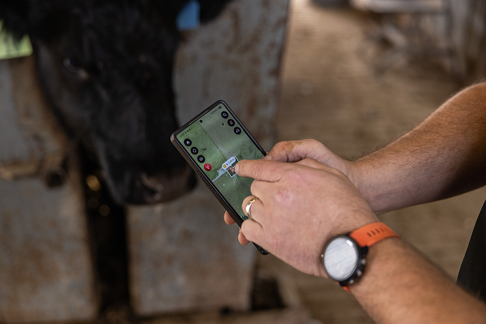 A cow in the background as a producer uses a rotational grazing app on his phone.