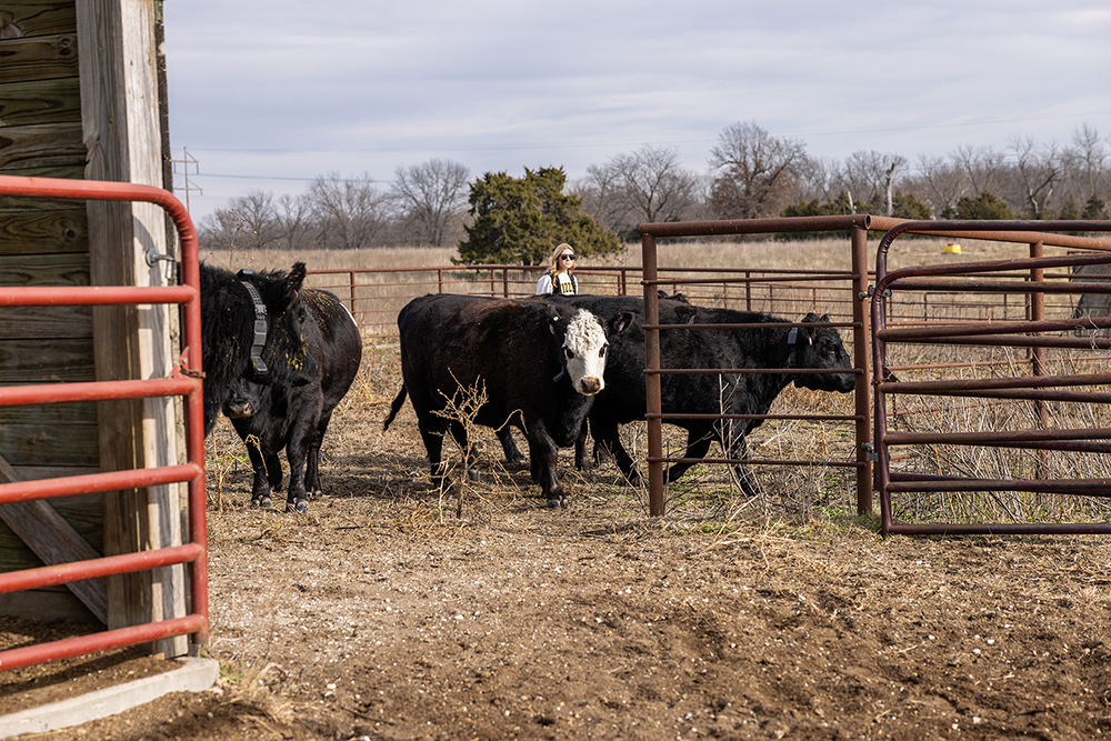 Cattle wearing virtual fencing collars at Mizzou's Beef Research and Teaching Farm.