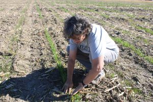 Researcher crouches down to look at sprouting plants in a row.