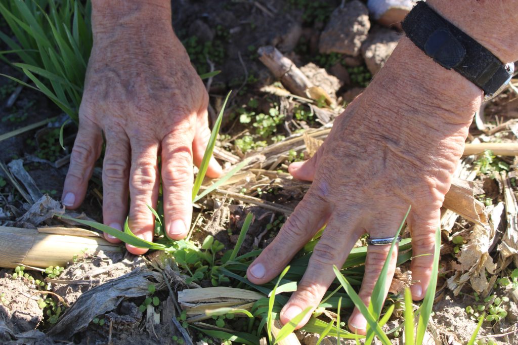 Hands touching newly sprouted plants.