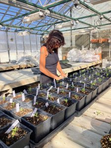 Ryn Kreitz looking at soil samples in a greenhouse.