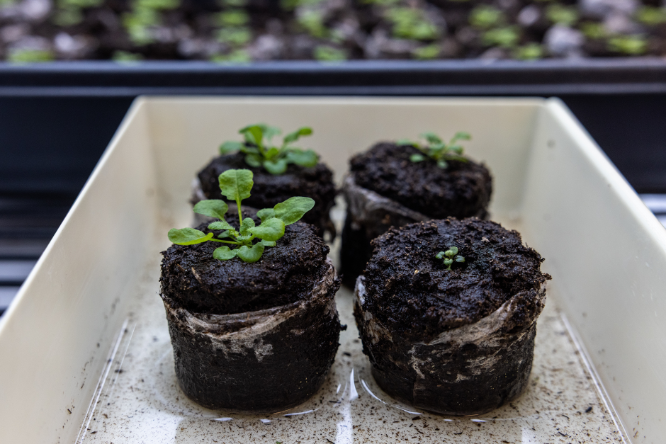 Four small plants site in a container with a small amount of water in the bottom.
