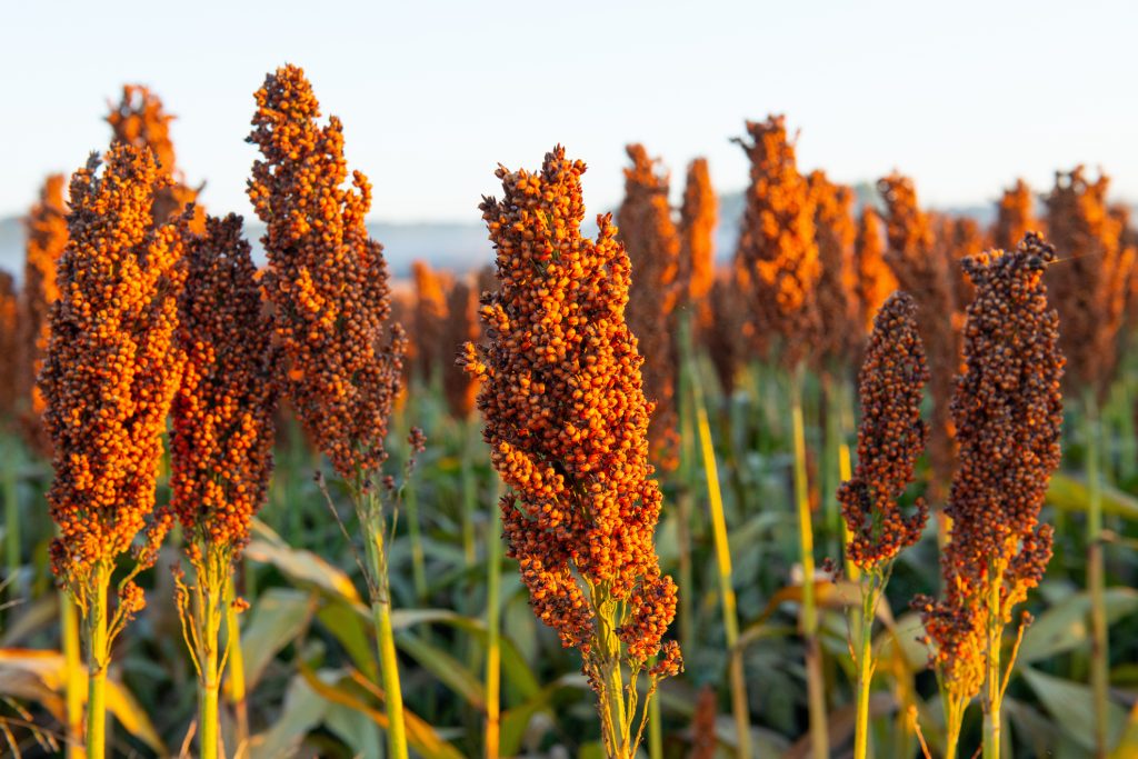 Sorghum plants growing in a field.