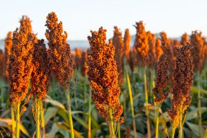 Sorghum plants growing in a field.