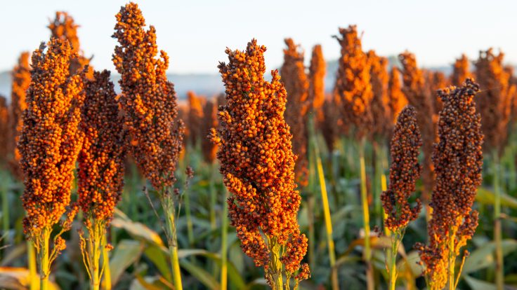 Sorghum plants growing in a field.