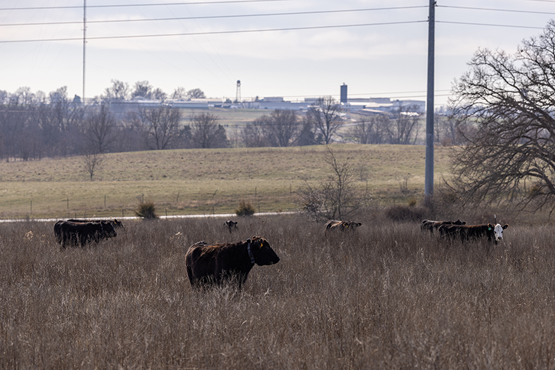 Brown cows graze in a tall pasture.