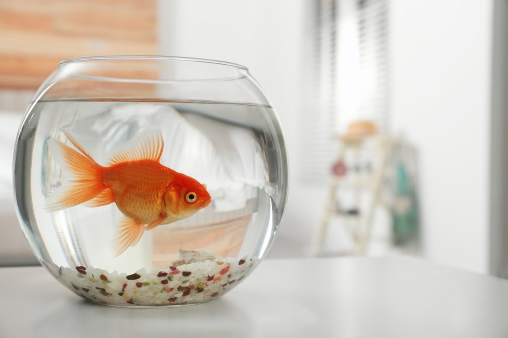 A large goldfish in a small bowl.