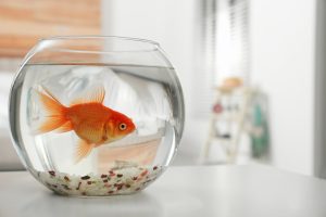 A large goldfish in a small bowl.