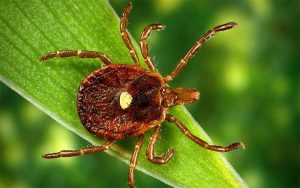 Lone star tick.
