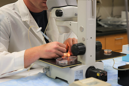 Graduate research with microscope.