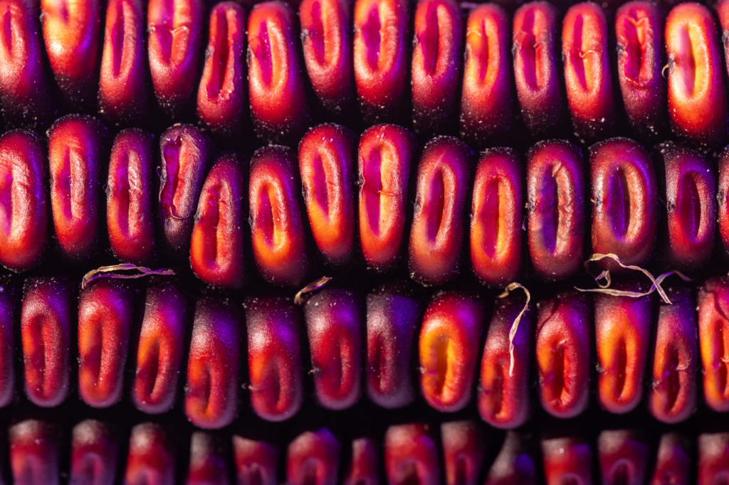 Super close up photo of corn on the cob