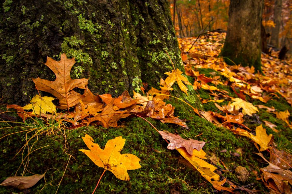 Fallen leaves on moss in a forest.