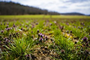 A close up shot of grass in a field/pasture.