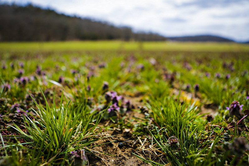 A close up shot of grass in a field/pasture.
