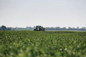 A tractor in a soybean field.