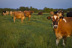 Cows in a field.