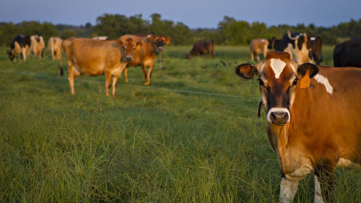 Cows in a field.