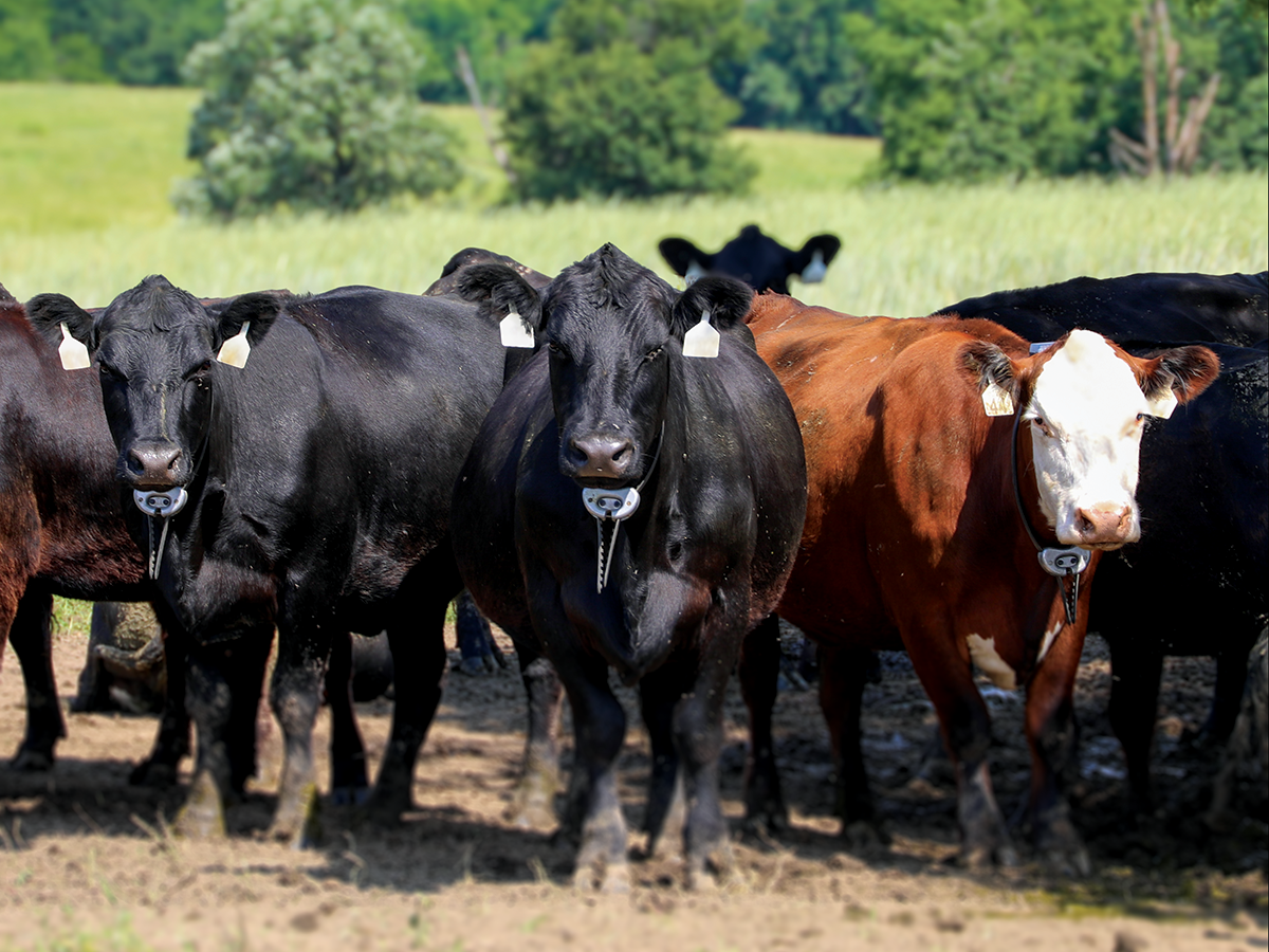 Beef Farm - VF - 2026