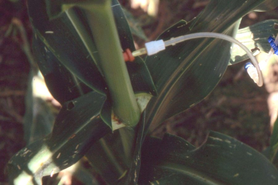 An IV stuck into the stalk of a plant.