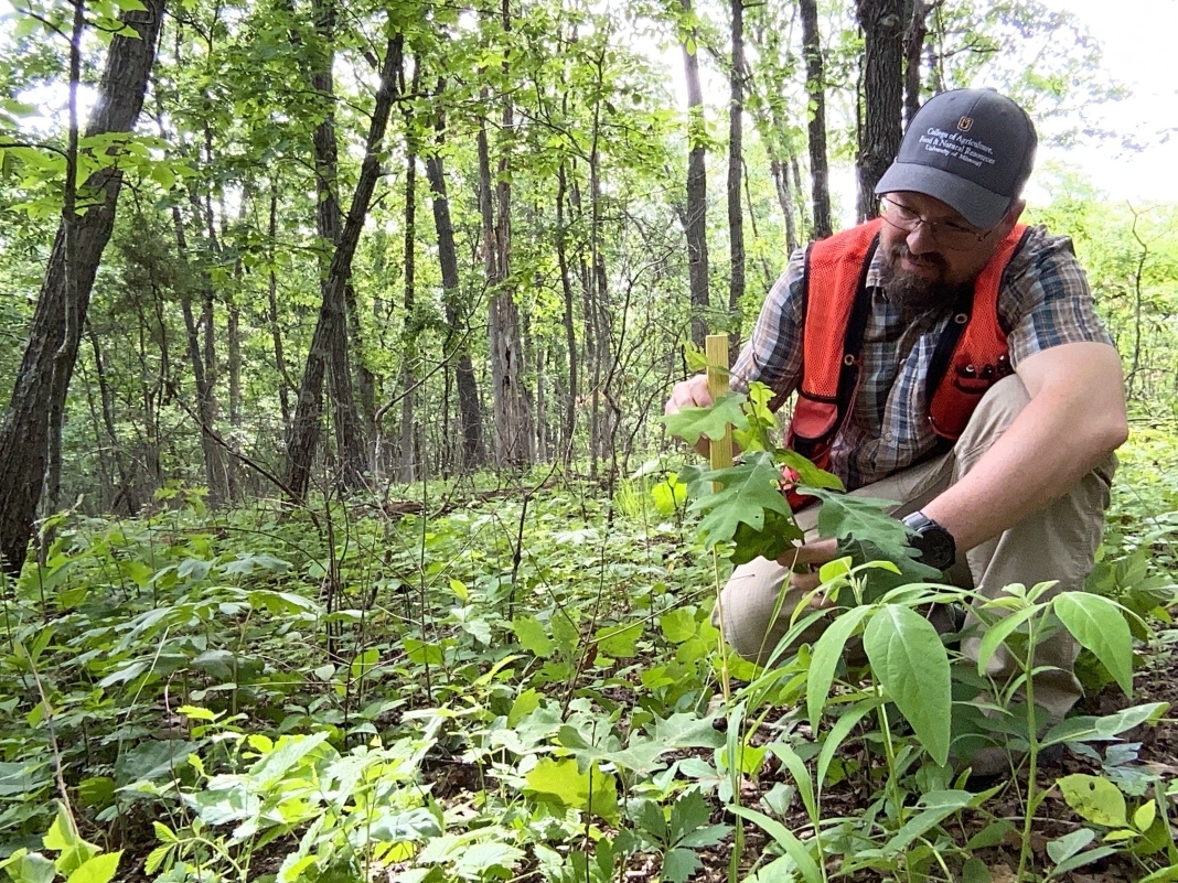 A man kneeling in foliage in a forest.