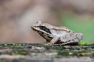 a wood frog sitting on a log