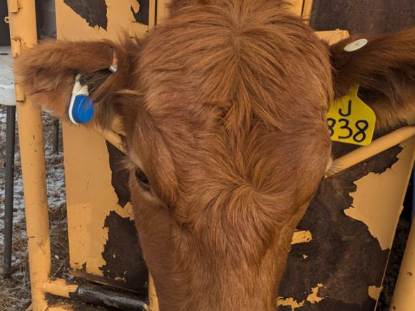 Cattle ear tags.