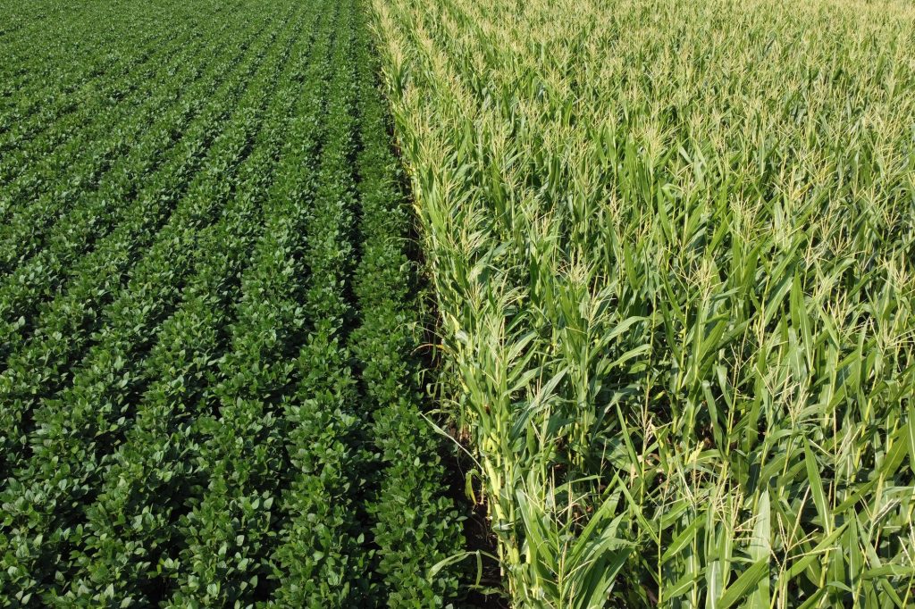 A field of soybeans next to a field of corn