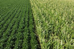 Rows of soybeans next to rows of corn.