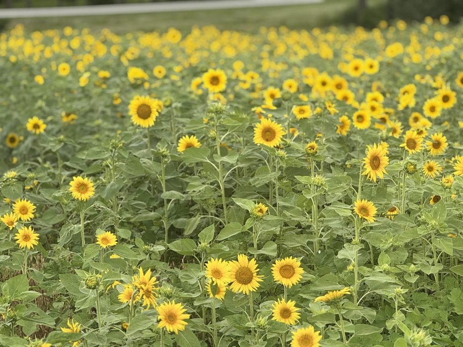 A patch of sunflowers.