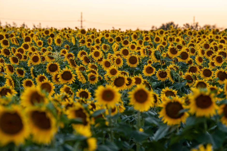 A field of sunflowers.