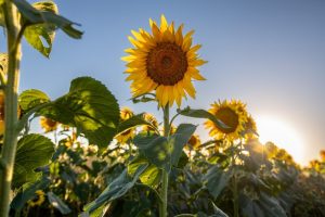 A sunflower in a sunflower field.