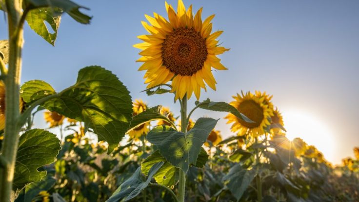 A sunflower in a sunflower field.