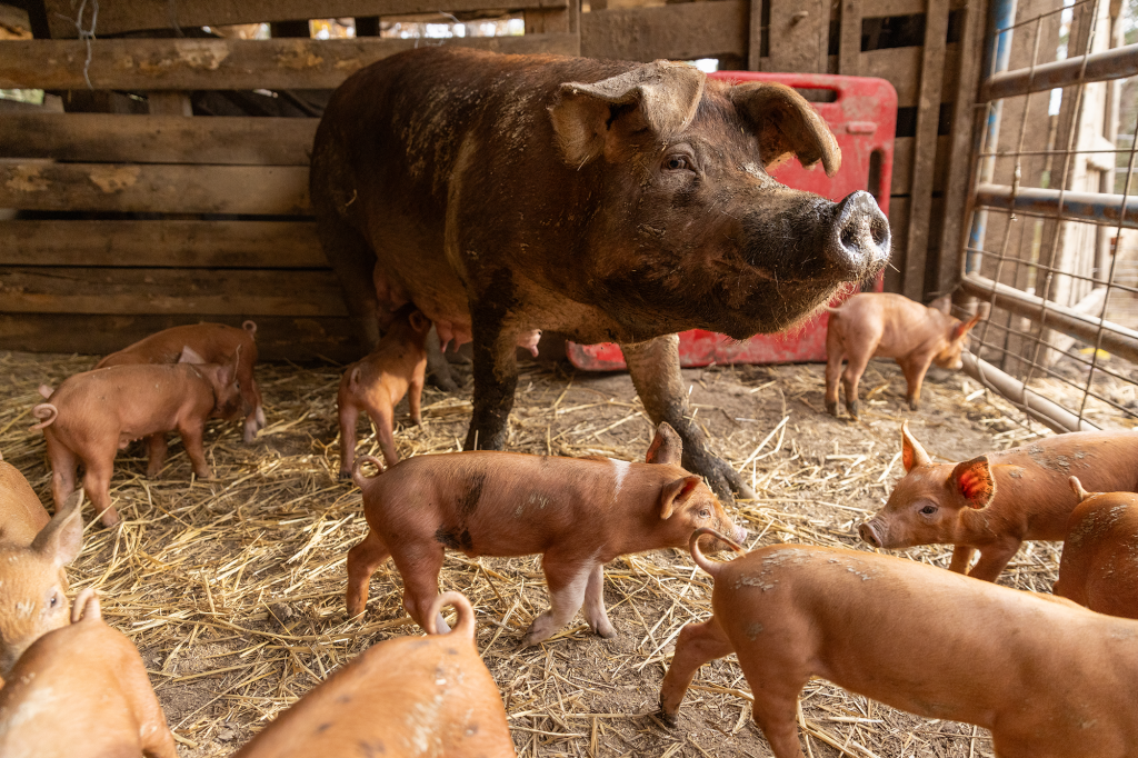 A pig surrounded by piglets.
