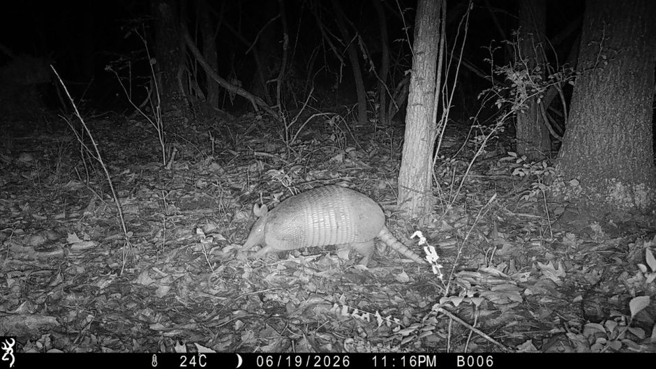 An armadillo shows up on one of the trail cameras at night in Baskett Forest.