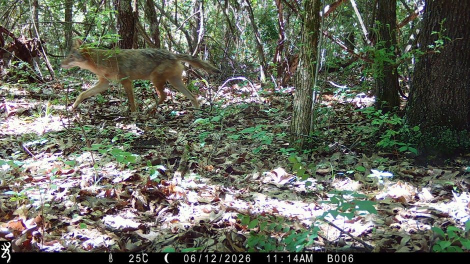 A coyote crosses in front of a trail camera in Baskett Forest. 